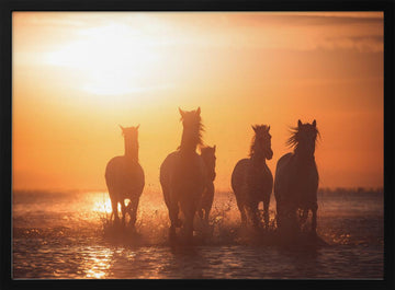 Wild Horses Sunset Run | Poster - Black Metal Frame Interior
