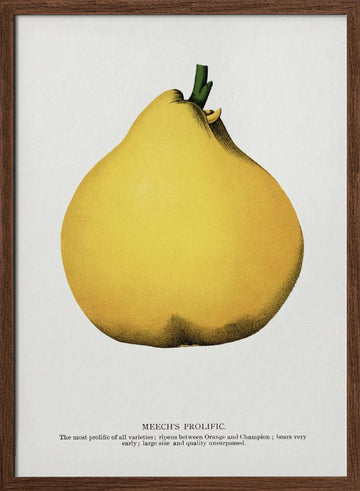 Meech's Prolific Pear Lithograph | Poster - Walnut Frame Interior