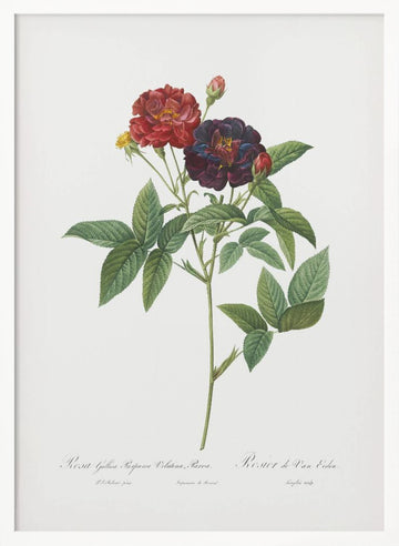 Rose of Van Eeden, Les Roses (1817–1824) | Poster - White Frame Interior