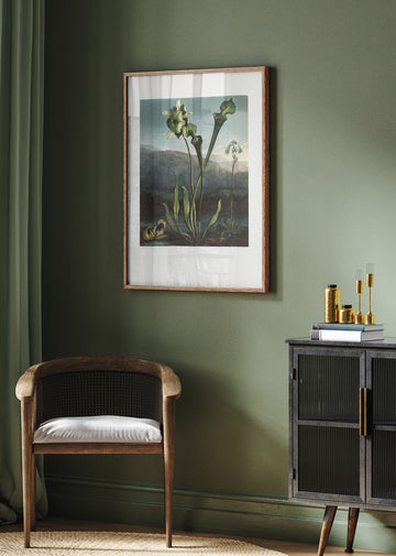 American Bog Plants from The Temple of Flora (1807) | Poster - Room Interior 2