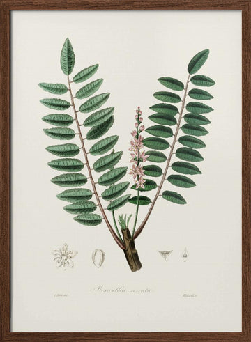 Boswellia Serrata Medical Botany | Poster - Walnut Frame Interior