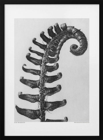 Polystichum Munitum | Poster - Black Metal Frame Interior