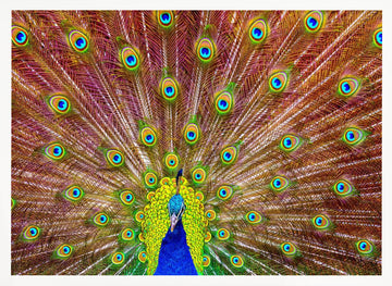 Iridescent Peacock Feathers | Poster - White Frame Interior