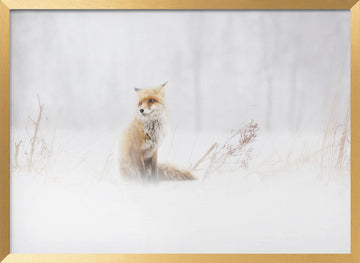Red Fox In Winter Snow | Poster - Gold Frame Interior