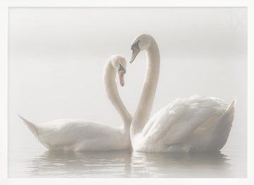 Swans In Love | Poster - White Frame Interior