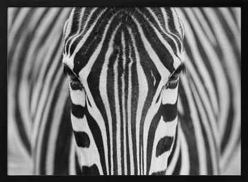 Intense Zebra Eyes | Poster - Black Metal Frame Interior