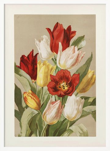 Tulips By Ellen Thayer Fisher | Poster - White Frame Interior