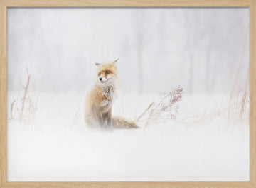 Red Fox In Winter Snow | Poster - Wood Frame Interior