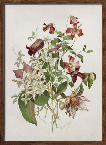 Clematis | Poster - Walnut Frame Interior