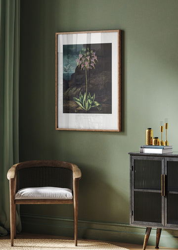 The American Cowslip from The Temple of Flora (1807) | Poster - Room Interior 2