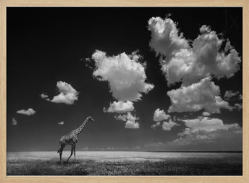 African Giraffe Sky | Poster - Wood Frame Interior