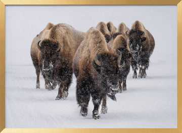 Winter Bison Herd | Poster - Gold Frame Interior