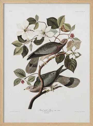 Brand Tailed Pigeon From Birds Of America (1827) | Poster - Wood Frame Interior