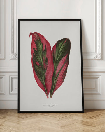 Pink Dracaena Terminalis Leaf Illustration | Poster - Room Interior 1
