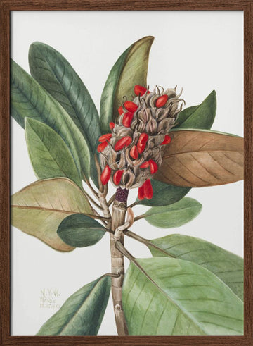 Southern Magnolia (1923) | Poster - Walnut Frame Interior