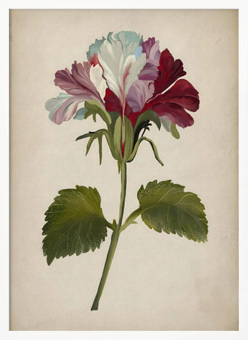 Vibrant Geranium Bloom | Poster - White Frame Interior