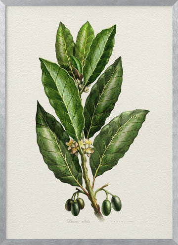 Botanical Leaves and Fruit | Poster - Silver Frame Interior