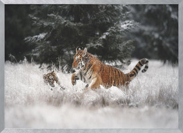 Playful Winter Tigers | Poster - Silver Frame Interior
