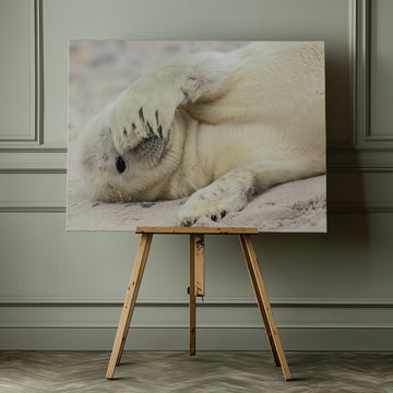 Shy Baby Seal | Canvas - Room Interior 1