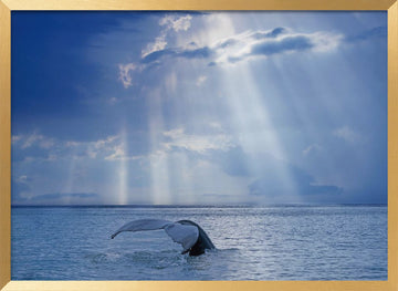 Whale Tail Sun Rays | Poster - Gold Frame Interior