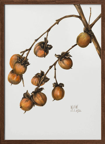 Persimmon (1920) | Poster - Walnut Frame Interior