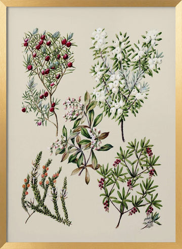 Antique Flowers Drawn By Sarah Featon (1848–1927) | Poster - Gold Frame Interior