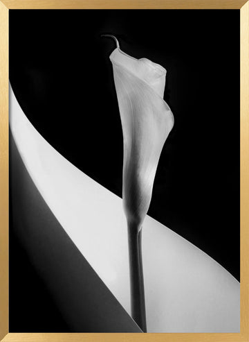 Elegant Calla Lily | Poster - Gold Frame Interior