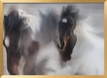 Spirited Horse Motion | Poster - Gold Frame Interior