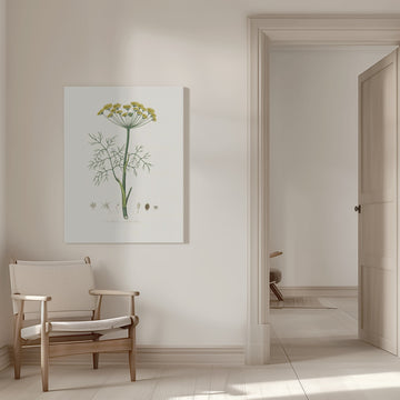 Dill (anethum Graveolens)  Medical Botany | Canvas - Room Interior 1