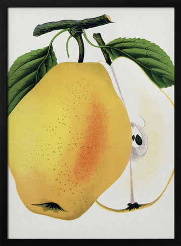Kiefer's Hybrid Pear Lithograph | Poster - Black Metal Frame Interior
