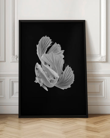 Betta Fish Dance | Poster - Room Interior 1