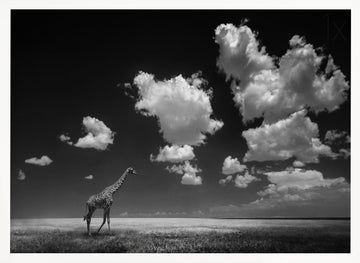 African Giraffe Sky | Poster - White Frame Interior