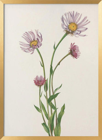 Alaska Fleabane From North American Wildflowers (1925) By Mary Vaux Walcott. | Poster - Gold Frame Interior
