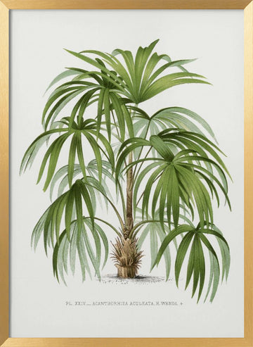 Xxiv Acanthorhiza Aculeata | Poster - Gold Frame Interior