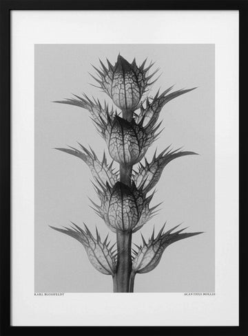 Acanthus mollis | Poster - Black Metal Frame Interior