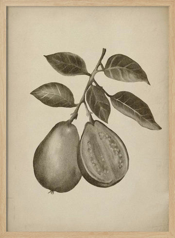 Guava Botanical Study | Poster - Wood Frame Interior
