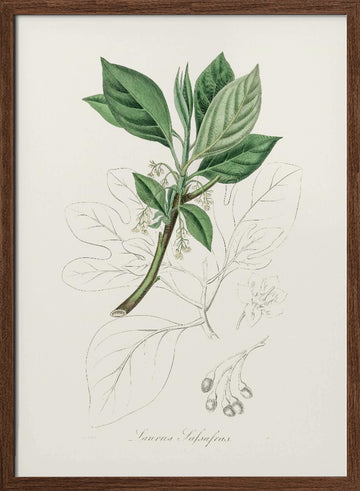 Sassafras (laurus Sassafras) Medical Botany | Poster - Walnut Frame Interior