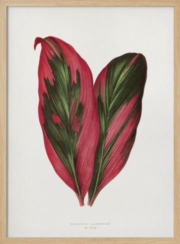 Pink Dracaena Terminalis Leaf Illustration | Poster - Wood Frame Interior