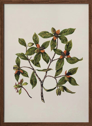 Tawhirikaro Drawn By Sarah Featon (1848–1927) | Poster - Walnut Frame Interior