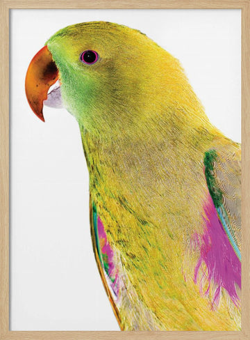 Vibrant Parrot Profile | Poster - Wood Frame Interior