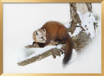Marten on Snowy Branch | Poster - Gold Frame Interior