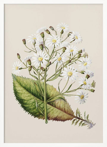 Senecio Hectori Drawn By Sarah Featon (1848–1927) | Poster - White Frame Interior