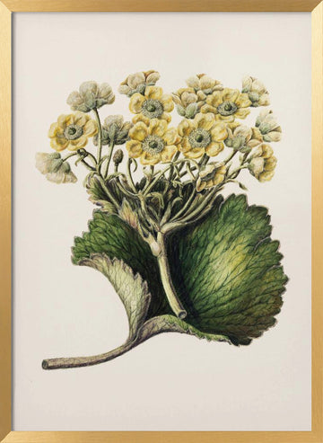Korikor Drawn By Sarah Featon (1848–1927 | Poster - Gold Frame Interior