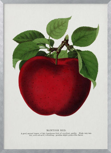 Mcintosh Red Apple Lithograph | Poster - Silver Frame Interior