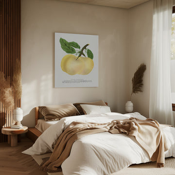 Yellow Transparent Apple Lithograph | Canvas - Room Interior 2