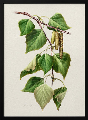 Birch Leaves and Catkins | Poster - Black Metal Frame Interior
