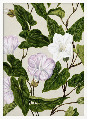 Bindweed Pohu By Sarah Featon (1848–1927) | Poster - White Frame Interior