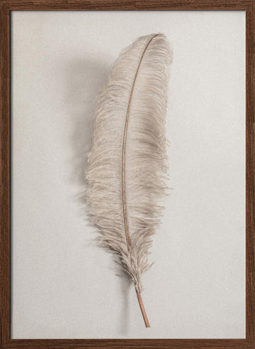 Delicate Light Feather | Poster - Walnut Frame Interior