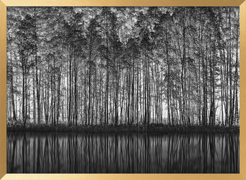 Black White Forest Reflections | Poster - Gold Frame Interior