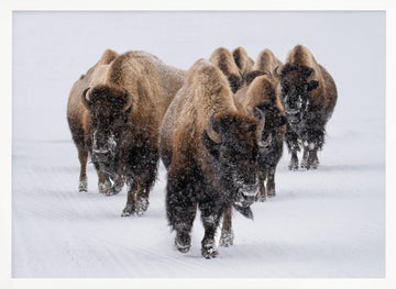 Winter Bison Herd | Poster - White Frame Interior